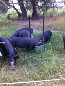 Miss Piggy and Piglets 03